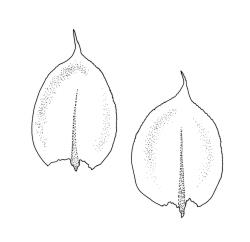 Rhynchostegium laxatum, branch leaves. Drawn from A.J. Fife 9553, CHR 468071.
 Image: R.C. Wagstaff © Landcare Research 2019 CC BY 3.0 NZ